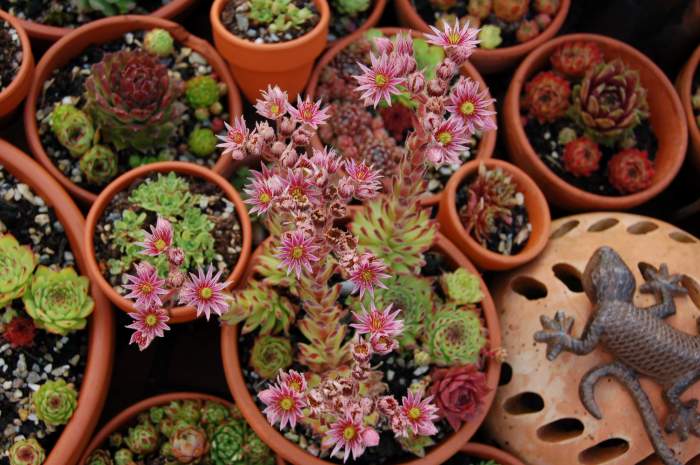 Sempervivum Dachwurz Hauswurz